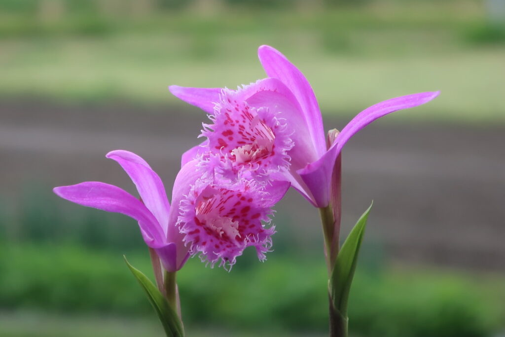 タイリントキソウは、球根性で綺麗な花を咲かせる蘭です。