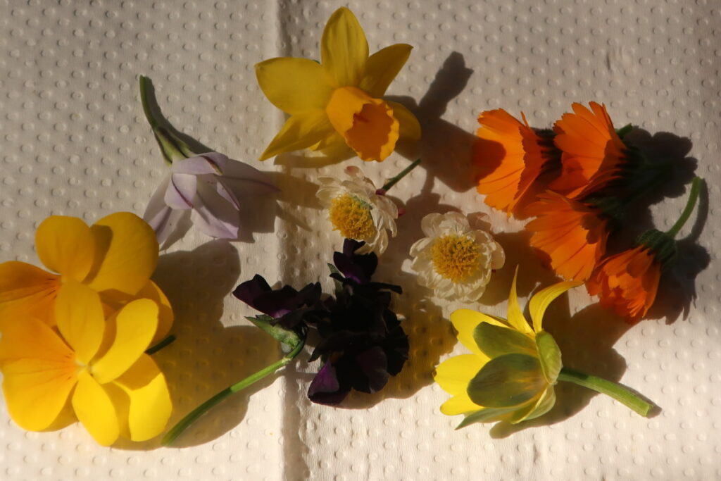 庭で咲いてる花で、しおりを作ってみました。 庭で咲いてる花で、しおりを作ってみました。