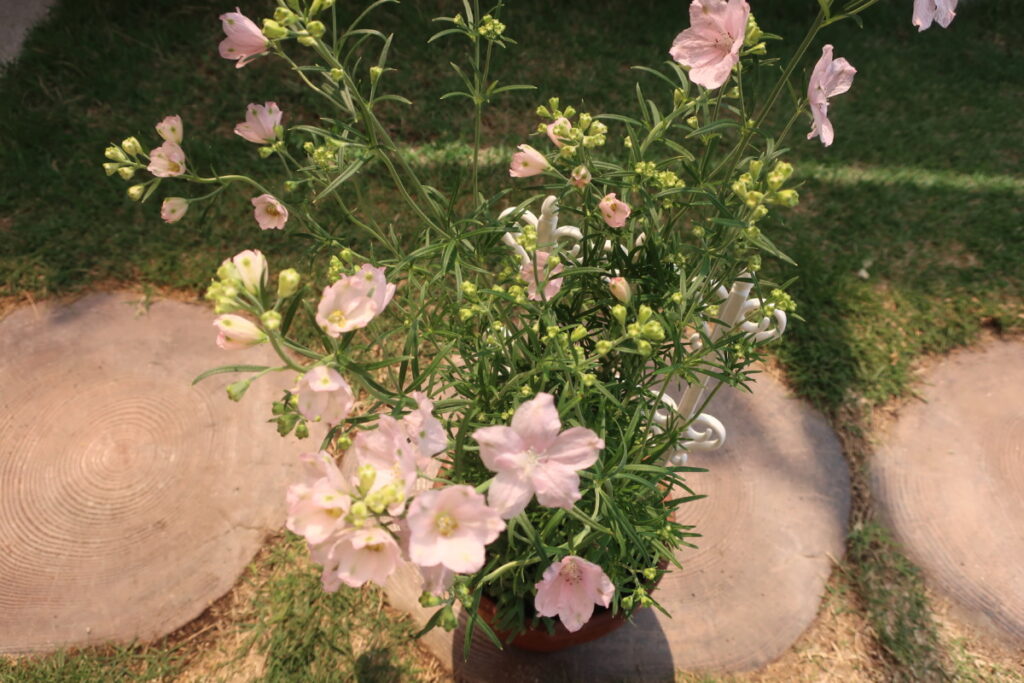 カサブランカは豪華な花姿から、プレゼントにも大人気です。