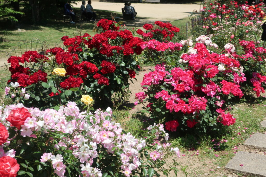 初夏の「バラ園」｜明石公園内にある咲き誇るバラが綺麗です。（兵庫県）