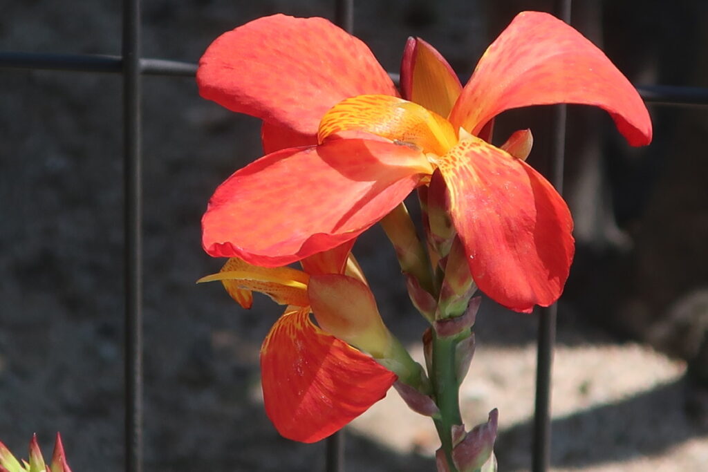 カンナは育てやすく、色鮮やかな花を咲かせます。 カンナは育てやすく、色鮮やかな花を咲かせます。