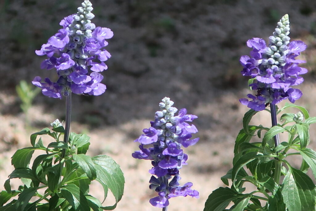 ファリナセアは、暑さに強くて涼しげな青紫色の小花が長く咲きます。 ファリナセアは、暑さに強くて涼しげな青紫色の小花が長く咲きます。