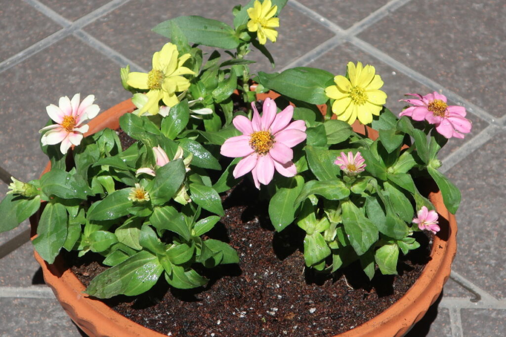 庭で咲いてる花で、しおりを作ってみました。 ジニアの寄せ植えを色違いで簡単に作ってみました。
